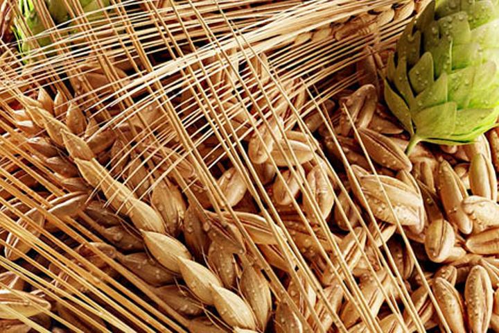 啤酒原料麥芽--豪魯啤酒設(shè)備供應商